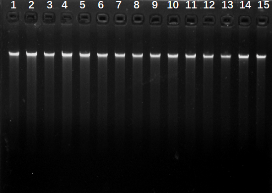 StarPure 通用植物 DNA 提取试剂盒3.png